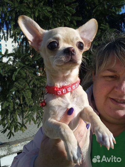 Чихуахуа девочка