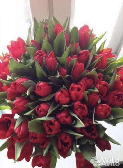 Тюльпаны высокие