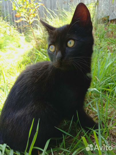 Спасён котенок. В добрые руки