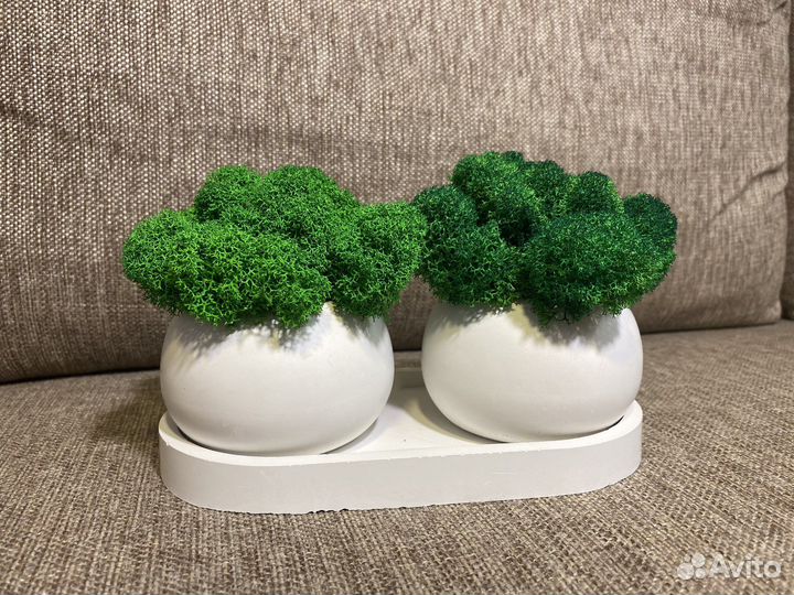 Кашпо с мхом (стабилизированный мох)