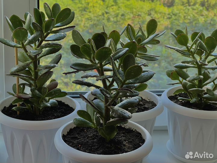 Крассула толстянка