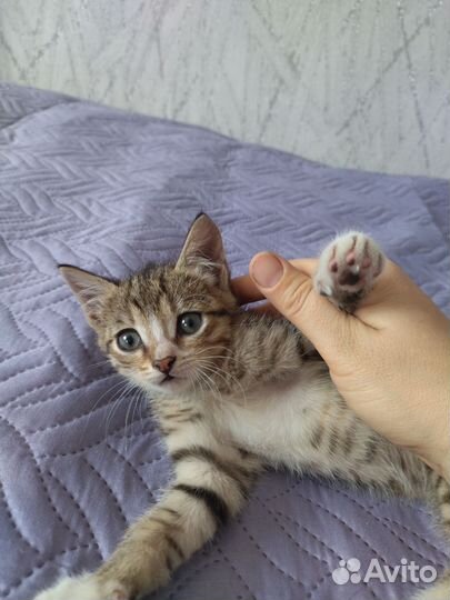 Отдам в добрые руки котят
