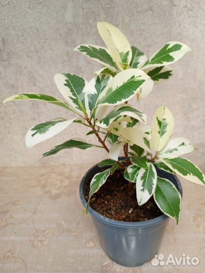 Фикус микрокарпа Альба