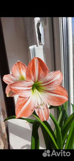 Гиппиаструм