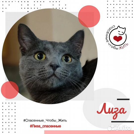 Дымчатая кошечка Лиза
