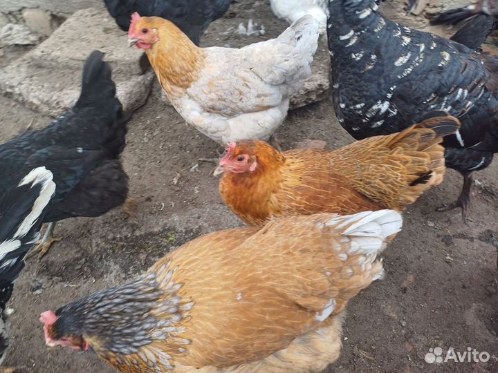 Куры несушки