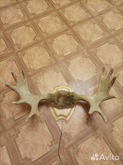 Продам рога лося
