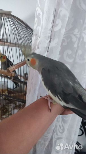 Пара попугаев