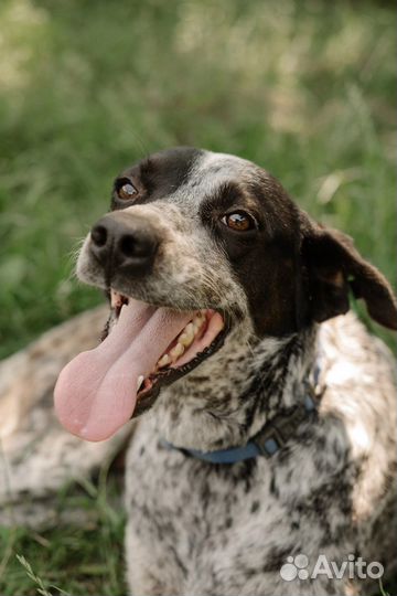 Собака в добрые руки