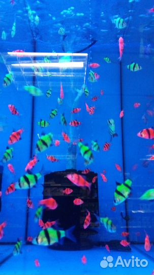 Тернеция гло, барбусы гло, данио гло