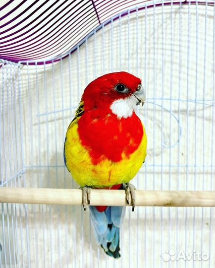 Попугай розелла