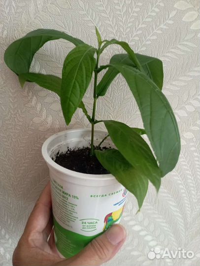 Пахистахис