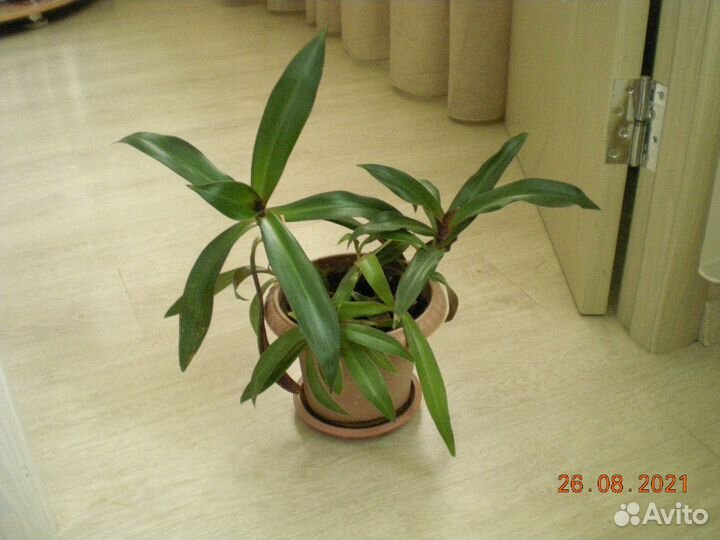 Традесканция