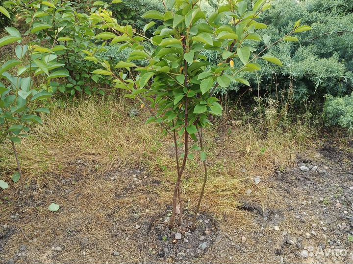 Вишня орех, китайский финик смородина слива