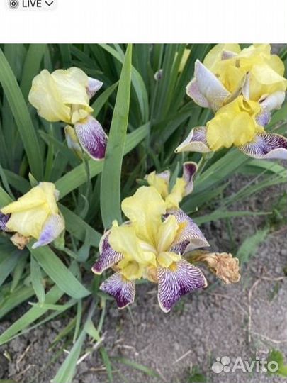 Продам ирис