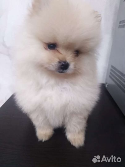 Померанский шпиц