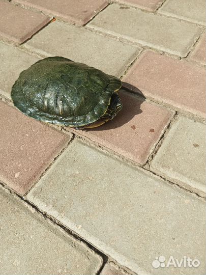 Красноухая черепаха