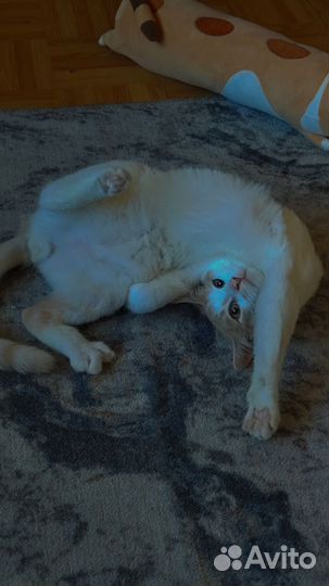 Кошки в добрые руки бесплатно