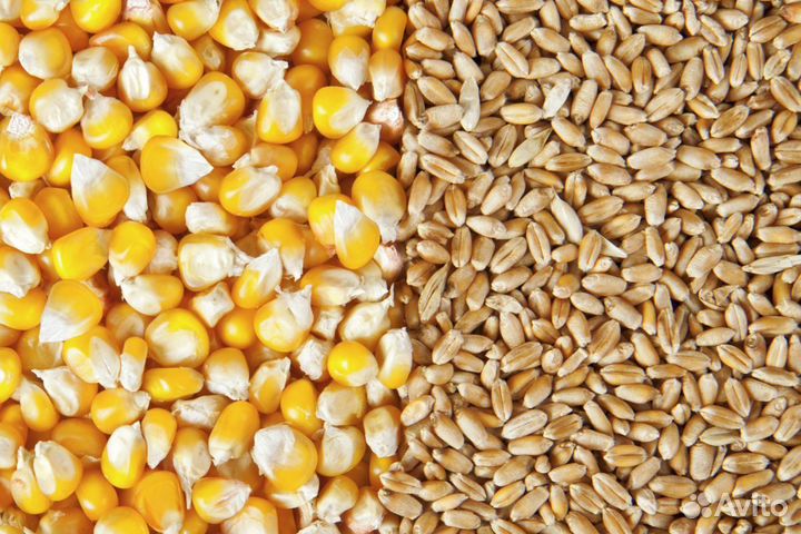 Кукуруза пшеница