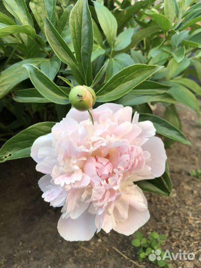 Пионы саженцы корни