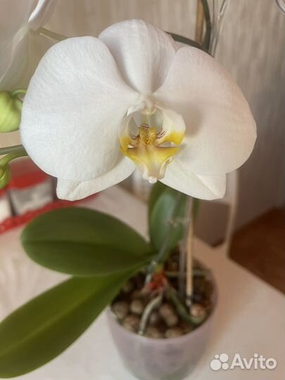 Орхидея фаленопсис