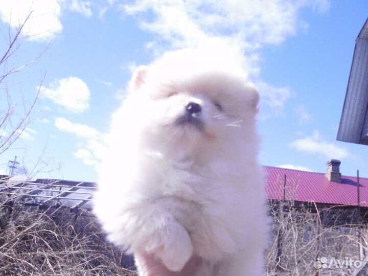 Щенки шпица