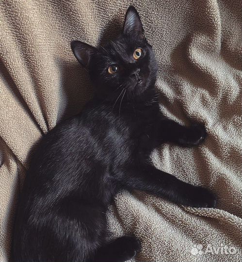 Отдам в добрые руки