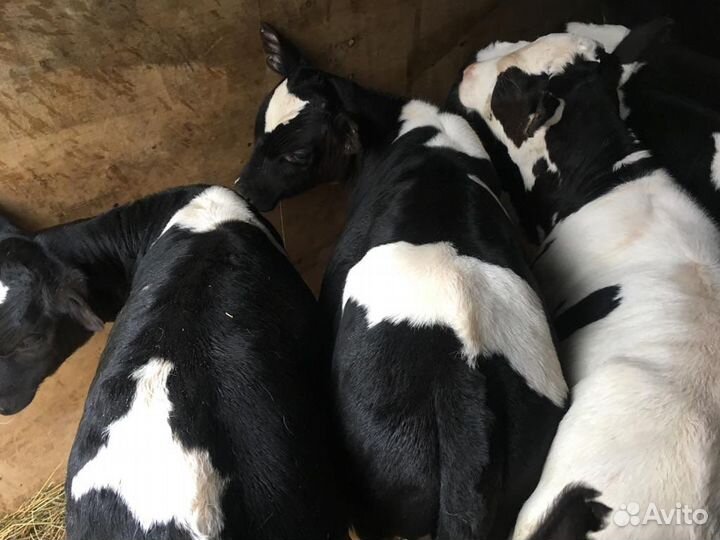 Бычки телята