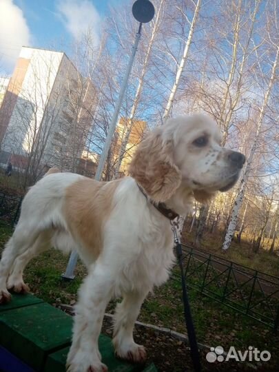 Ищем подругу