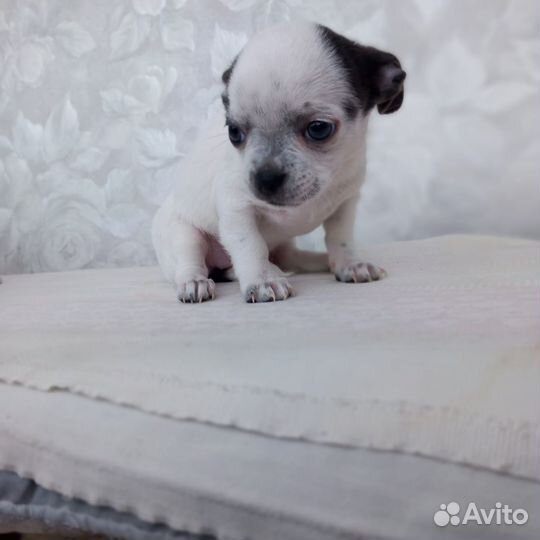 Щенки чихуахуа
