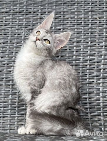 Мейн-кун котята купить в Череповце  объявление продам