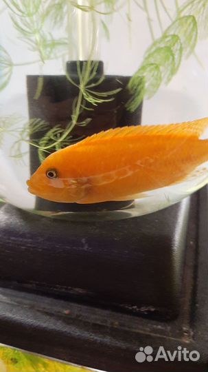 Аквариумные рыбки и креветки