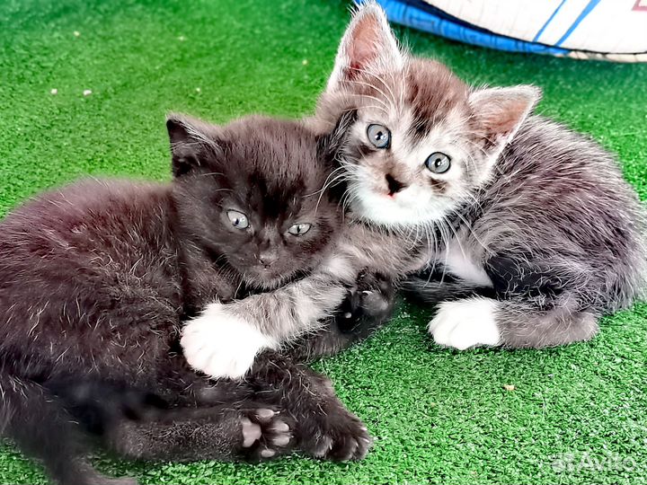 Котята в добрые руки бесплатно