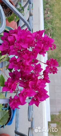Бугенвиллия Double Purple