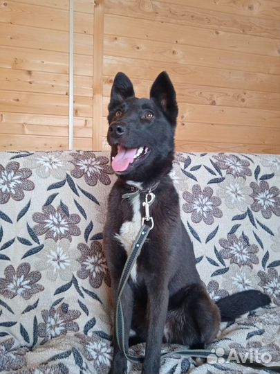 Девочка в добрые руки