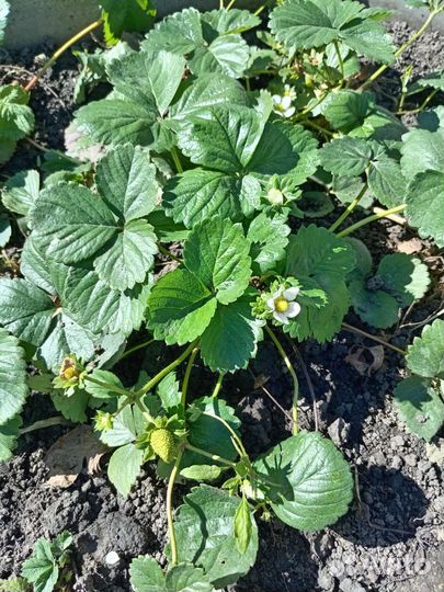 Виктория рассада