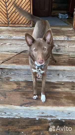 Шоколадная собака