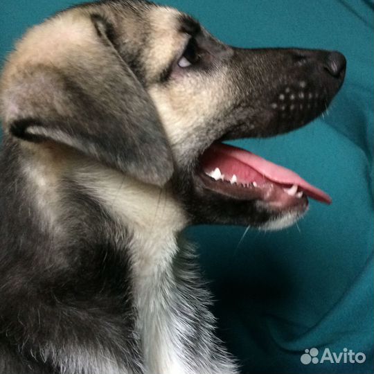 Щенок мальчик