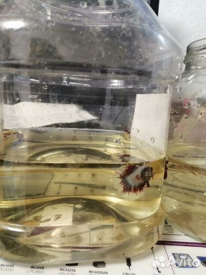 Аквариумные рыбки