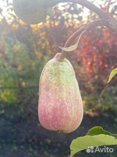 Плодовые деревья