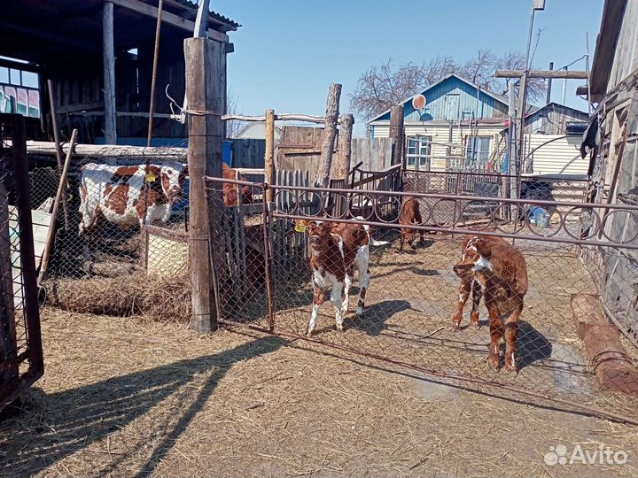 Работник на мини ферму с проживанием