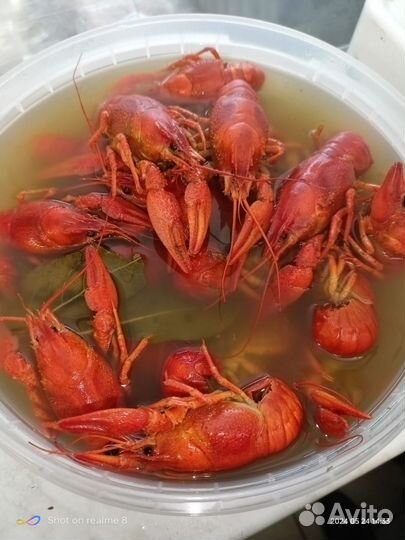 Живые и вареные раки
