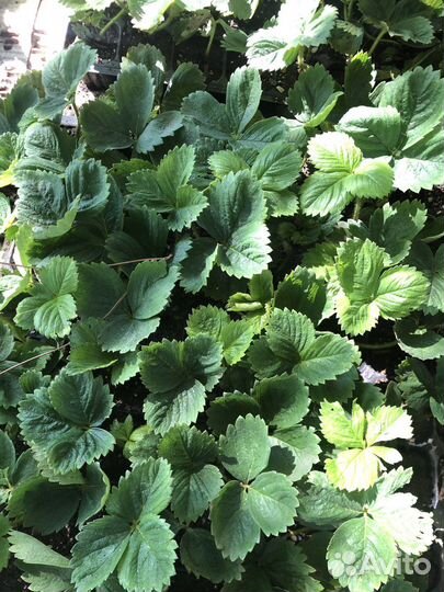 Рассада клубники альба