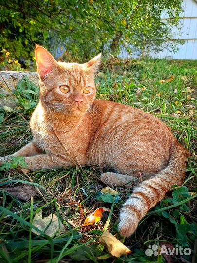 Рыжий кот ищет дом