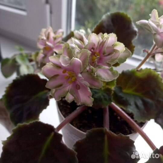 Фиалка (Лист на срез)