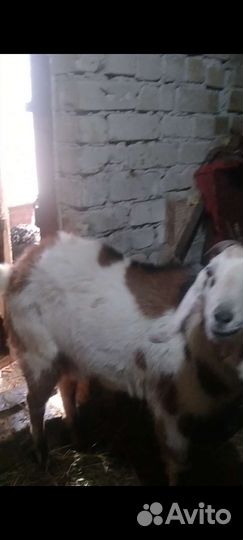 Козел производитель