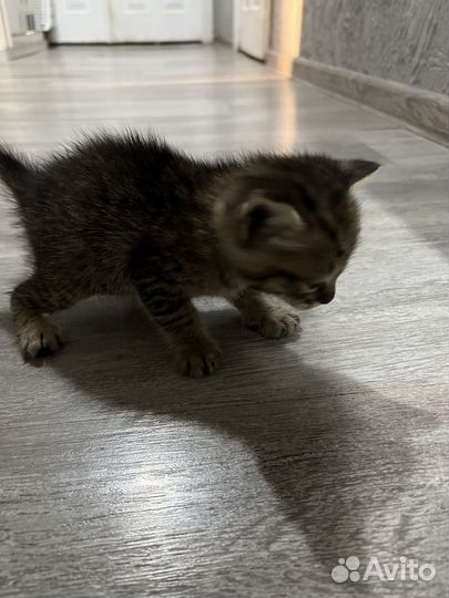 Котенок бесплатно