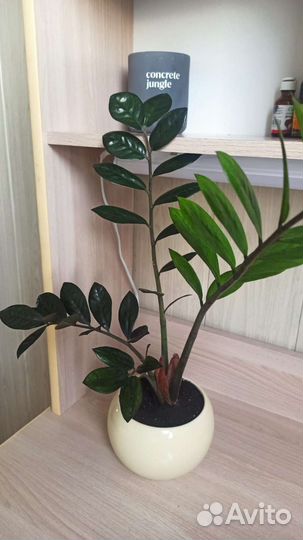 Замиокулькас черный равен