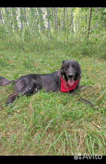 Собака Миша в дар