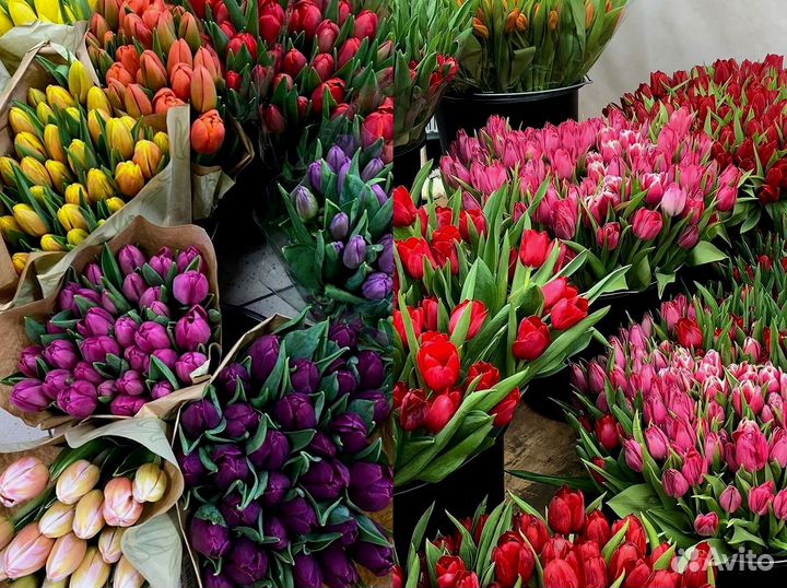 Тюльпаны опт разные цвета